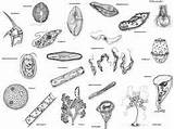 Reino Protista Monera Reinos Organismos Fungi Protoctista Seres Protistas Algas Protists Vivos Biologia sketch template