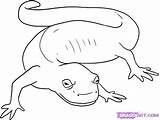 Salamander Coloring Pages Color Draw Cute Reptiles Marbled Animals Printable Step Drawing Salamanders Google Spotted Amphibians Animal Clip Print Back sketch template