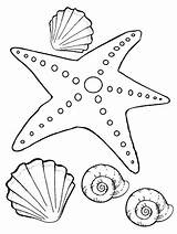 Starfish Seestern Stella Ausmalbilder Seashells Mandala Xcolorings Gaddynippercrayons sketch template