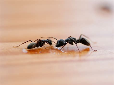 rid  summer ants prevent summertime ants