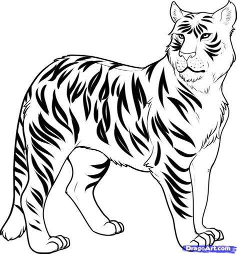 liger clipart   cliparts  images  clipground