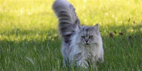 reasons cats  tails crazy cat checkup