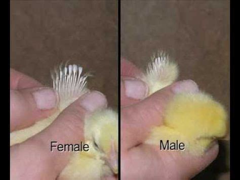 vent sexing  wing sexing day  chicks proffesional