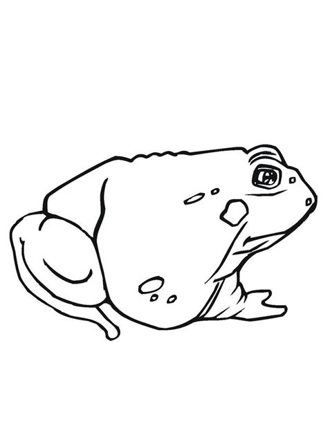 printable toad coloring pages  kids coloring pages  kids