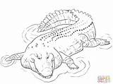 Crocodile Coloring Pages Alligator Drawing Saltwater Crocodiles Aligator Water Alligators Outline Pacific Animal Printable Indo Python Baby Color Print Colour sketch template
