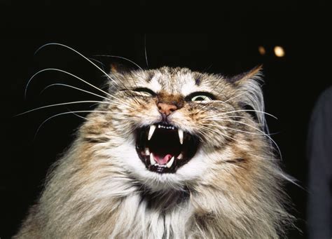 janet veal reclusive cat owner gnawed  eaten  pets   dies