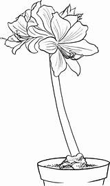 Amaryllis Hippeastrum Topf Blumen Ausmalbild Supercoloring Stiel Pobarvanke sketch template