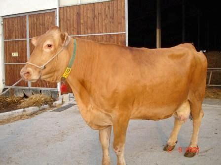 pin  jim durham  italian  cattle breeds lienz brixen modica