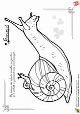 Escargot Coloriage Hugolescargot sketch template