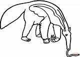 Oso Hormiguero Anteater Rainforest Animals Formichiere Colorare Comiendo Tamandua Bandeira Colorir Mangia Clipartmag sketch template