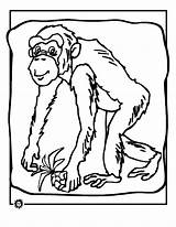 Coloring Chimpanzee Pages Printable Orangutans Kids Monkey Popular Monkeys Coloringhome sketch template