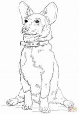 Corgi Coloring Dog Printable Dogs London Animals sketch template