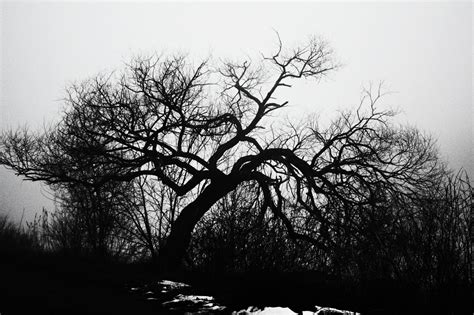 memory art black white wednesday favorite tree