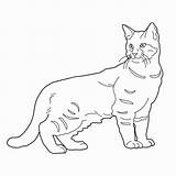 Cat Coloring Pages Cats Adults Teens Colouring Printable Ragdoll Tabby Drawing Favorite Animal Kids Adult Coloringpagesforadult Getdrawings Choose Board sketch template