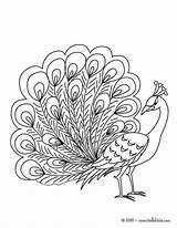 Pavo Peacock Reales Hellokids Paon Printable Pavos Pfau Cien Ojos Rueda Ausmalen Imagui Yodibujo Lecturas Cuidadoinfantil Colouring Dibuja Aves Bordados sketch template