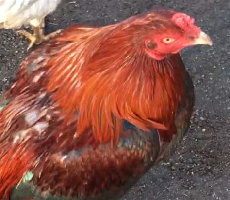 asil for sale chickens breed information omlet