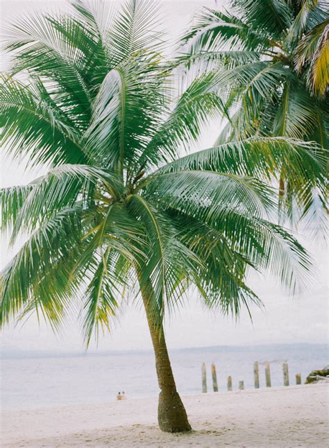 palm tree   philippines entouriste