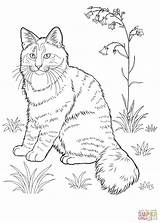 Coloring Cat Pages Tabby Getdrawings sketch template
