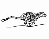 Ghepardo Cheetah Jaguar Guepardo Colorir Guepard Corsa Acolore Dibuixos Mammal Cougar Utente Registrato Dibuix Pngegg Corrent Correr sketch template