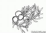 Juniper Colorkid Fleur Fruits Feuilles Foglie Frutti Frutta Coloriages Rozkwicie sketch template
