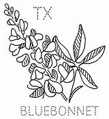 Texas Bluebonnet Bluebonnets Coloring Flower Blue Clipart Flickr Bonnets Quilt Bonnet Color Flowers Pattern Via Embroidery State Patterns Diy Designlooter sketch template