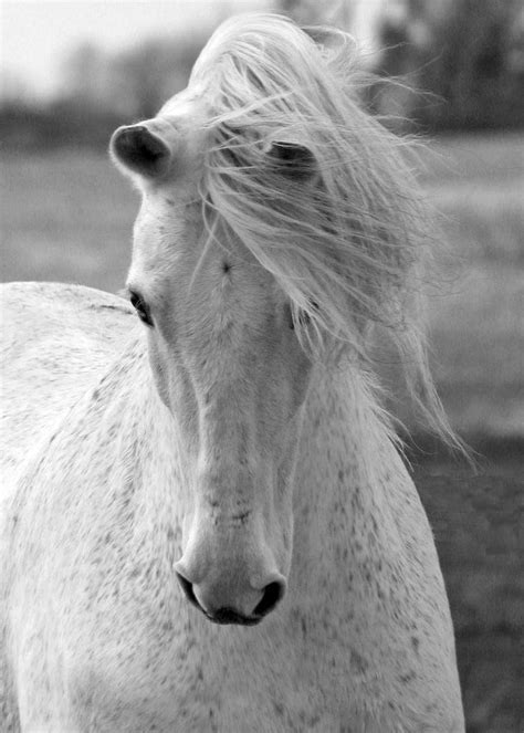 love  horses  strengthened  womens love  photography ephotozine