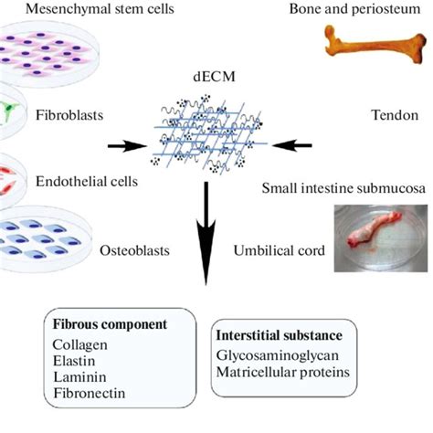 the sources and composition of decellularized extracellular matrix