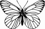 Motyl Druku Motyle Kolorowanki Kolorowanka Drukowania Ladny sketch template