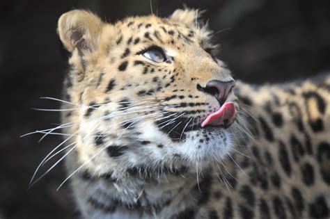 amur leopard cub born  scotland   reintroduced  wild