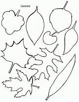 Leaf Large Template Coloring Popular Stencils sketch template