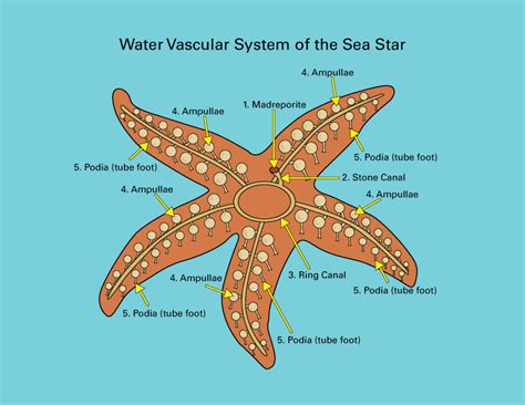 sea stars starfish anatomically speaking seatales publishing company