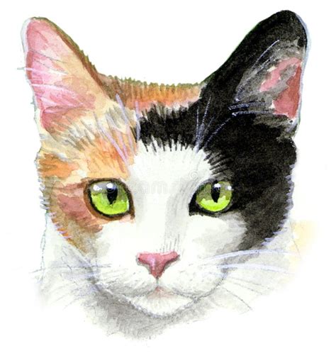 calico cat illustration stock illustration illustration  black