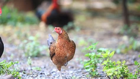 red speckled chickens   farm yard clean food ecology grass agriculture village town
