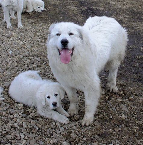 puppy world great pyrenees puppy pictures