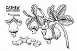 Cashew Fruit Botanical Drawn Vecteezy sketch template