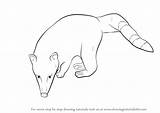 Coati Draw Drawing Ring Step Tailed Animals sketch template