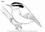 Nuthatch Breasted Drawingtutorials101 Learn sketch template