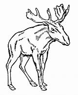 Moose Getdrawings Coloringme sketch template