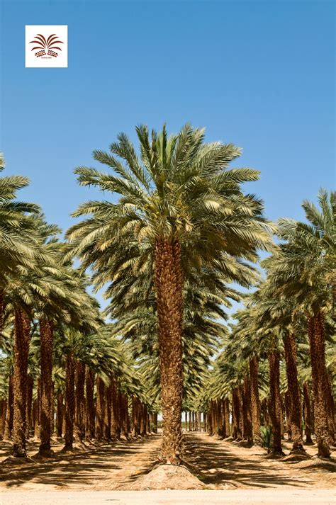 date palm trees em  fotografia da natureza natureza palmeiras