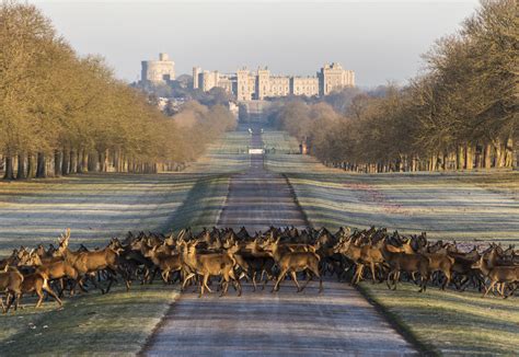 windsor great park deer  castle amy laughinghouse hits  road