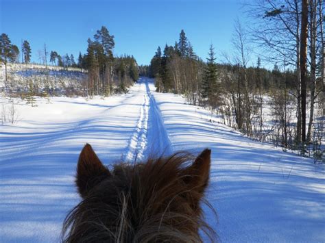 winter riding adventure  lapland horses  taiga