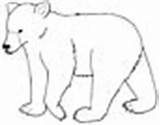 Coloring Kermode Bear Pages Animal sketch template