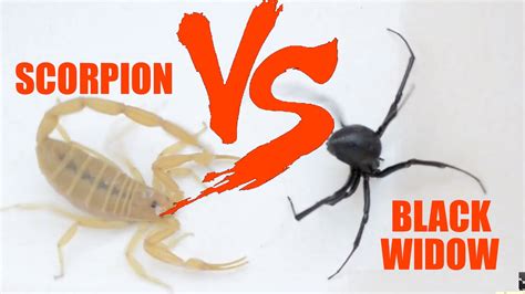 Black Widow Vs Scorpion Youtube