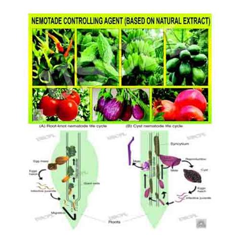 Amazing Cum Bio Pesticide Natural Pesticides Herbal Pesticides