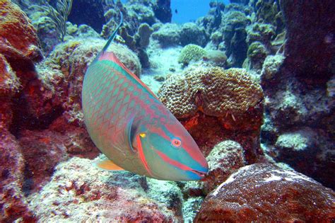 fab  friday  colorful   parrot fish travels