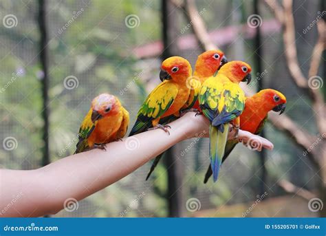 sun conure parrots climbing  people hand stock image image  happy finger