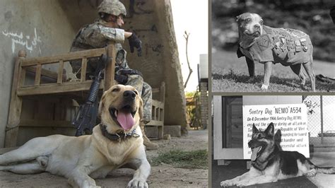 inspiring stories  war dogs dog tails