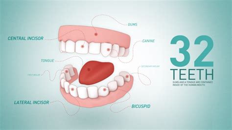 smile teeth   function oral  maxillofacial
