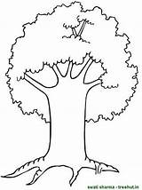 Coloring Pages Trees Tree Big Clipart Easy Treehut sketch template
