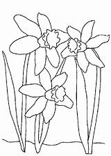 Coloring Daffodil Pages Paperwhite Narcissus Daffodils Spring Getcolorings Colouring Books Comments Flowers sketch template